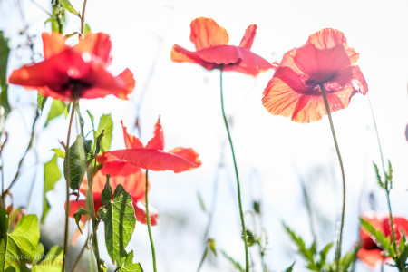 Blumen im Licht