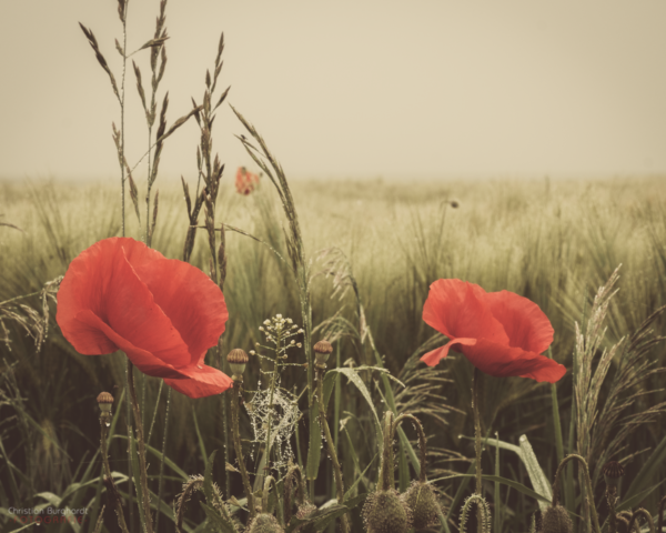 Blumen am Feld