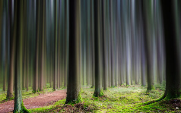 Wald | Landschaft | Photoshop